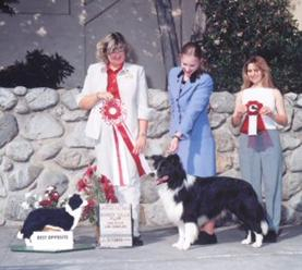 adopt border collie los angeles Border Collie Club of Greater Los Angeles