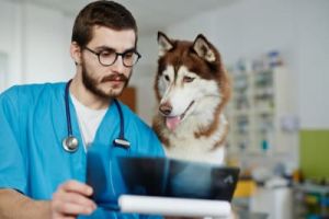 clinics dogs los angeles Washington Dog and Cat Hospital