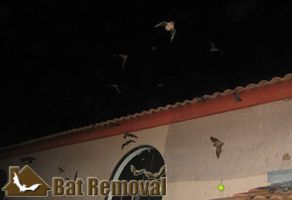 Guano Cleanouts - Serving all of California