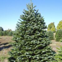 animal farms in los angeles Shawn's Christmas Trees - Closed until Nov 2021