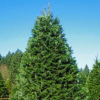 christmas lots in los angeles Shawn's Christmas Trees - Closed until Nov 2021