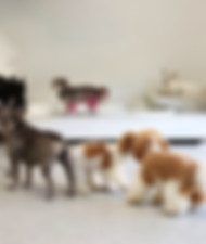 dog groomers in los angeles The Pupper Club - Dog Daycare, Dog Grooming, Dog Boarding