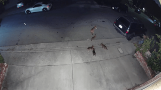Familia de coyotes juega afuera de casa en Montecito Heights