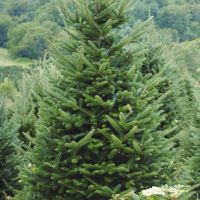 christmas lots in los angeles Shawn's Christmas Trees - Closed until Nov 2021