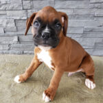 puppies for sale los angeles Boxer Puppies For Sale