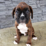 puppies for sale los angeles Boxer Puppies For Sale