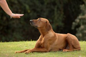 dog handlers in los angeles Smart Paws Dog Training