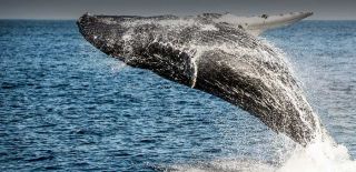 whale watching tour in los angeles Harbor Breeze Cruises